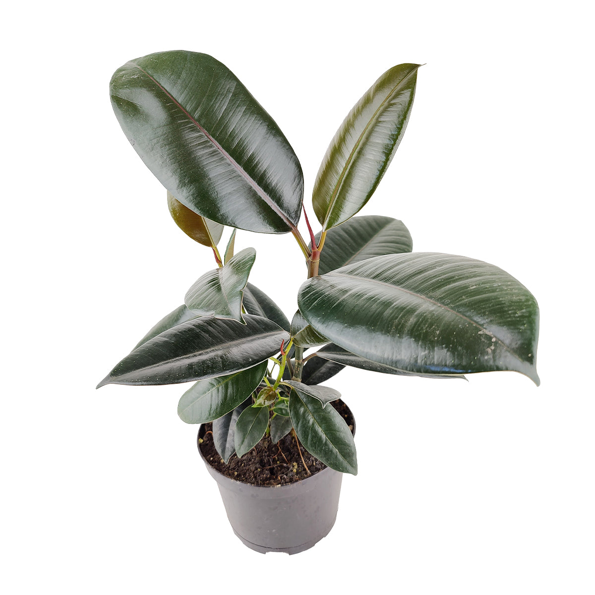 buy ficus elastica 'burgundy' - burgundy rubber plant live houseplant 6" pot online, almost black-green glossy foliage with reddish sheaths on new growth, sturdy upright trunk, tropical moraceae family plant, low-maintenance bright indirect light grower, a dramatic bohemian accent for any room, wonderful birthday gift for plant enthusiasts