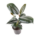 Ficus Decora Burgundy, Ficus Decora, Rubber plant, Rubber tree, burgundy houseplant, burgundy rubber tree, ficus burgundy, rubber plant care, Ficus Decora Burgundy care, Ficus Decora Burgundy near me