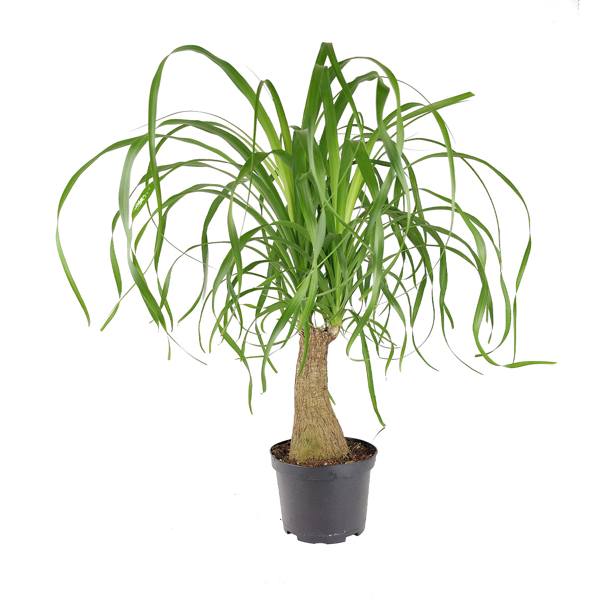 8" pot palm ponytail live houseplant nursery pot for sale, full crown of long ribbon-like green leaves fountaining from a stout gray trunk, impressive large-scale floor specimen, thrives in full sun to bright indirect light, low maintenance architectural succulent for statement corners, excellent long-lasting gift for plant enthusiasts