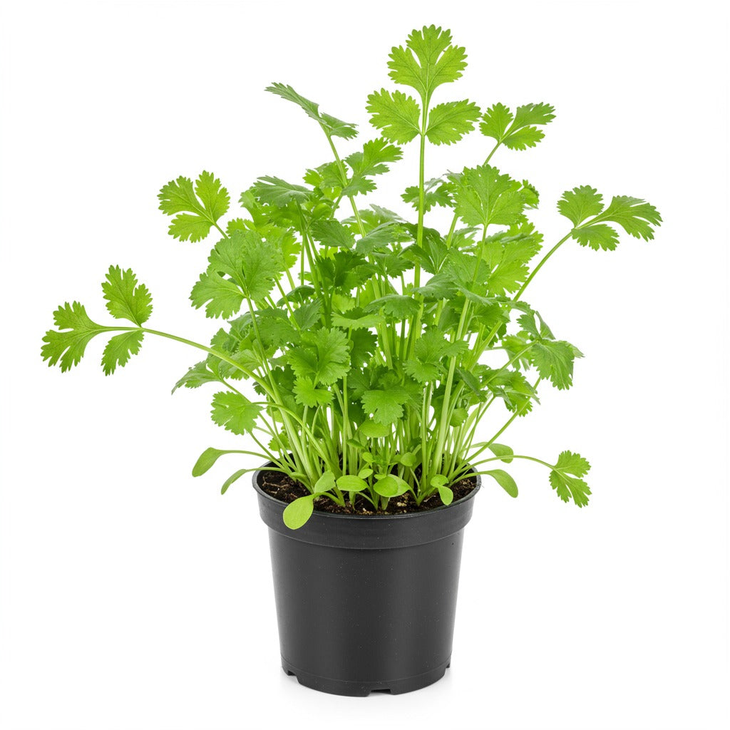 Buy Cilantro Coriander 4 inch Online, Vegetable and Herb Plants For Sale in CA