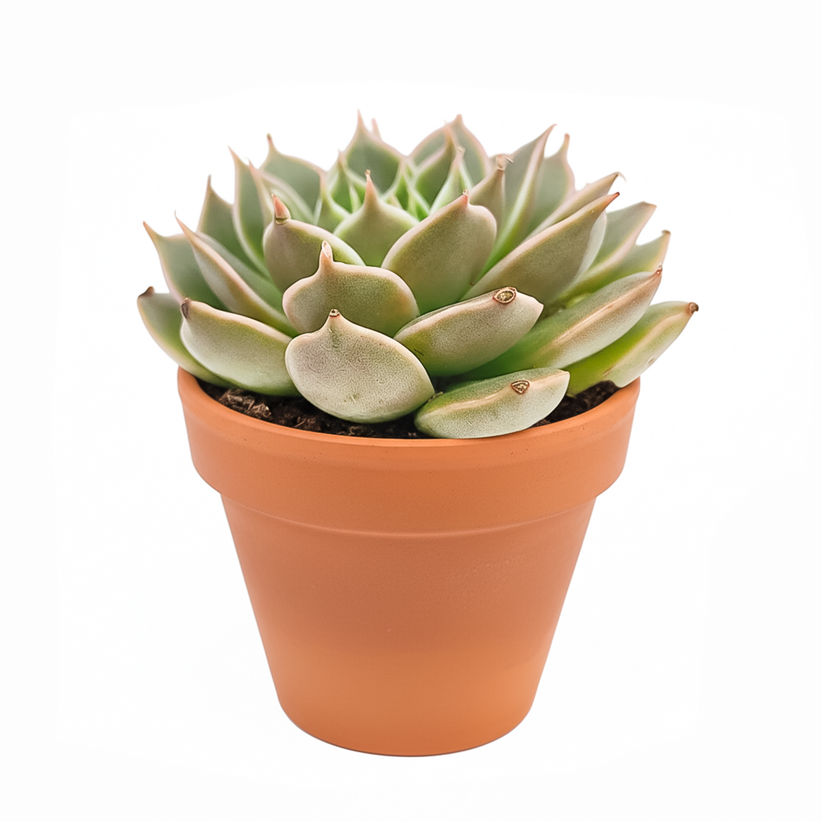 buy echeveria manana live succulent 2 inch online in clay pot, dense symmetrical rosette with matte powdery blue and lavender hues, thick succulent leaves holding water for drought resilience, architectural form suited to terracotta and natural decor styles, easy watering routine with soak and dry method, an elegant natural statement piece for shelves and tabletops, a wonderful low fuss gift for plant enthusiasts