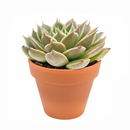 2 inch echeveria manana live succulent for sale in white modern pot, stunning farina-coated rosette glowing with matte silvery blue and lavender tones, thick upturned leaves forming a tight sculptural rosette, drought tolerant and easy care for busy plant owners, pet safe non toxic and beginner friendly, a sleek stylish accent for modern homes and bright interiors, a thoughtful and beautiful gift for succulent collectors