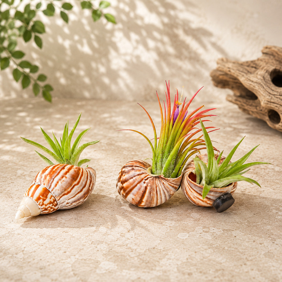 Set of 3 Seashell Magnets with Tillandsia Air Plants