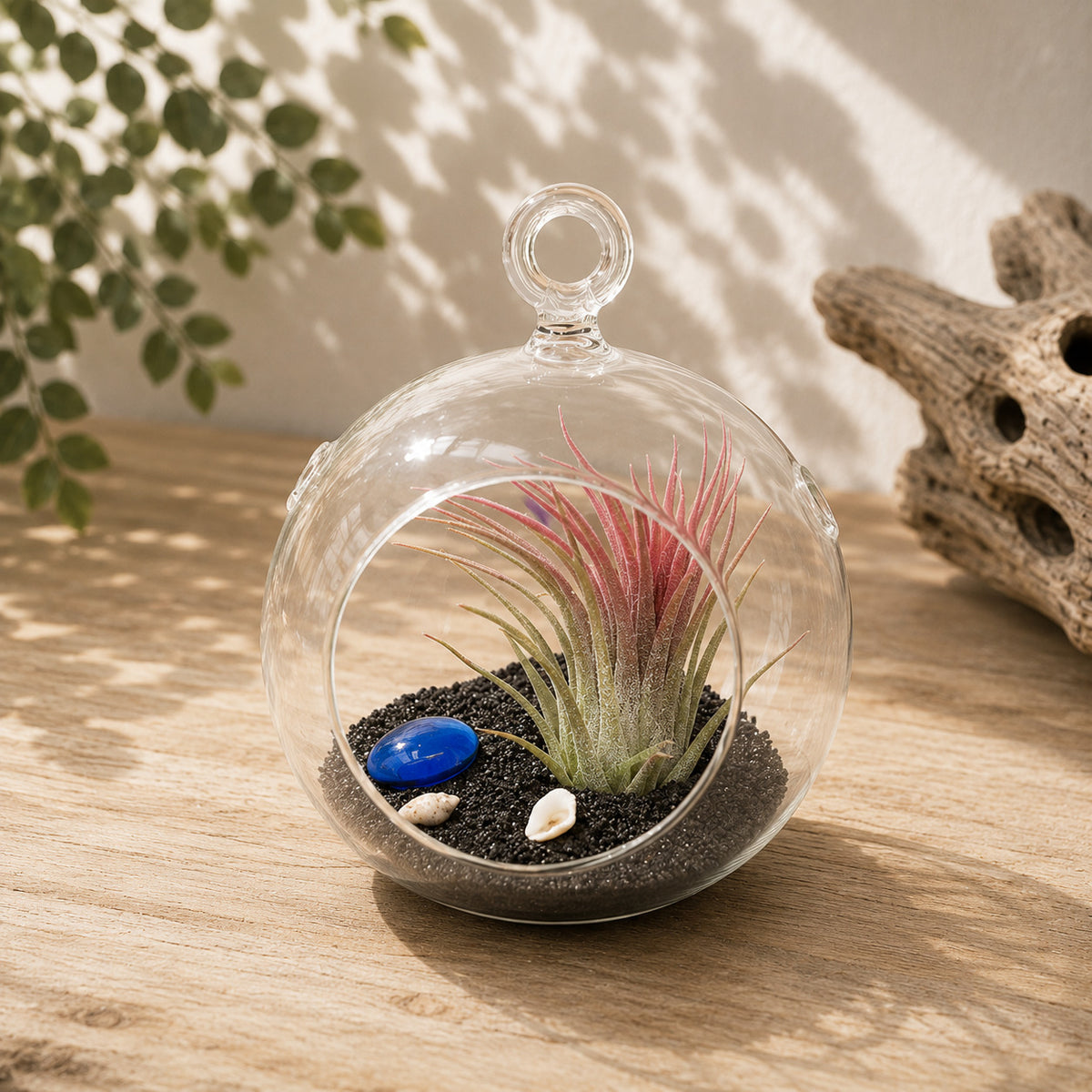 Beach Terrarium in Flat Bottom Globe with Black Sand and Tillandsia Ionantha