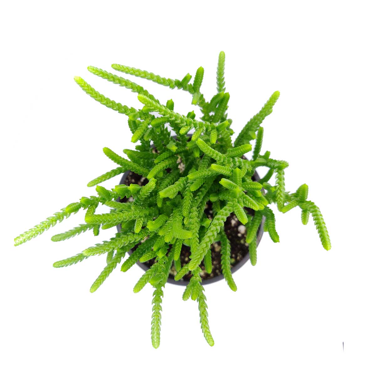 buy crassula watch chain - crassula muscosa live succulent 2 inch online, distinctive moss-like branching stems with tightly packed scale leaves, light green to bronze-tipped coloring depending on light exposure, compact then cascading growth habit over time, suited for terrariums open-air rock gardens and small containers, architectural statement piece for any indoor plant display, thoughtful and unique succulent gift for any occasion