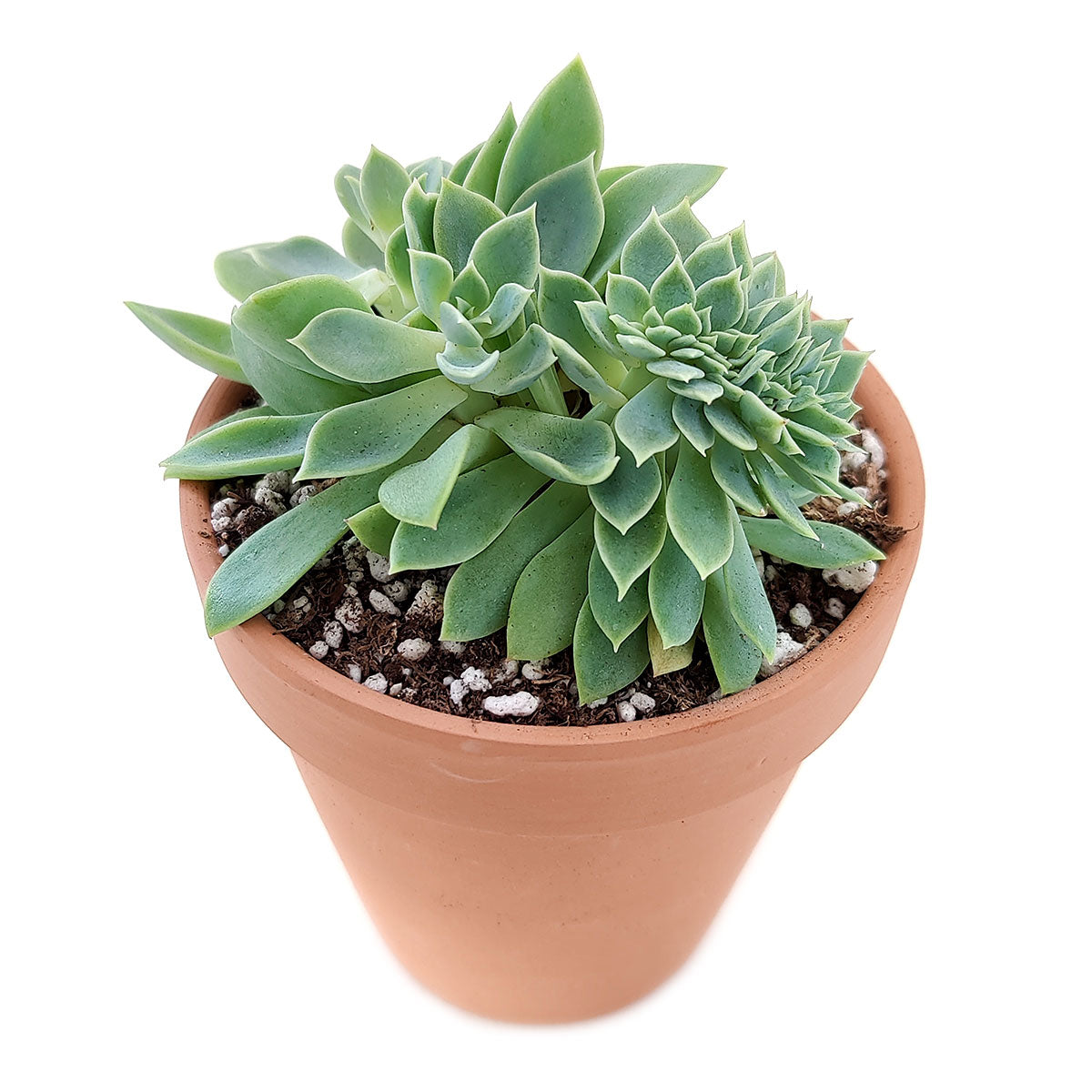 buy echeveria blue atoll live air plant crested 2 inch online, rare crested mutation with fan-shaped or cerebral growth pattern, pale silvery-blue-green coloring with velvety texture on unusual ruffled formation, unique unusual form created through natural genetic variation, sensitive to environmental stress from heating and cooling air currents, striking decorative conversation piece, exclusive collector plant gift