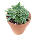 4 inch echeveria blue atoll live air plant for sale, dusky blue-gray foliage with chalky finish creating soft muted aesthetic appeal, well-developed compact rosette structure ideal for container gardening and indoor plant collections, requires bi-weekly rotation to prevent one-sided growth and maintain balanced proportions, sensitive to temperature stress and air movement from climate control systems, elegant living decor accent, wonderful gift for thoughtful plant parents