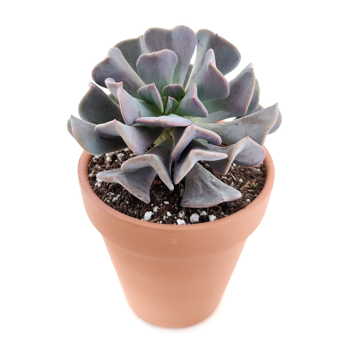 buy echeveria cubic frost live air plant 2 inch online, crystalline pale blue rosette with distinctive blocky angular leaf arrangement and frosted appearance, petite symmetrical succulent perfect for tiny spaces and terrariums, needs regular quarter-turns to prevent lopsided growth and ensure uniform light exposure, extremely sensitive to warm air drafts from heating and cooling vents, charming miniature succulent accent, special gift for plant collectors seeking rare varieties