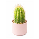 buy echinopsis huascha hybrid cactus live cactus 2 inch online, vibrant green columnar cactus with architectural upright presence, defined ribs lined with stiff radial spines in golden tones, forms sprawling clumps over time as basal shoots emerge, drought tolerant full sun cactus perfect for bright indoor and outdoor settings, striking statement decor plant for modern and desert-themed interiors, a lasting and unique gift for any succulent enthusiast