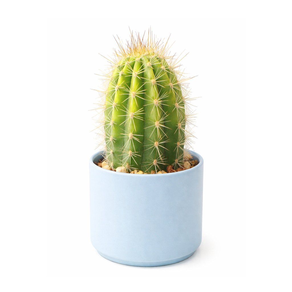 2 inch echinopsis huascha hybrid cactus live cactus for sale, healthy green stem in a plastic nursery pot ready to pot up, upright and clumping growth habit inspired by south american arid landscapes, sharp golden-brown radial spines along distinct ribbed body, thrives in full sun and tolerates dry heated air, a timeless heirloom-quality cactus for indoor patios and collections, wonderful gift for desert plant collectors