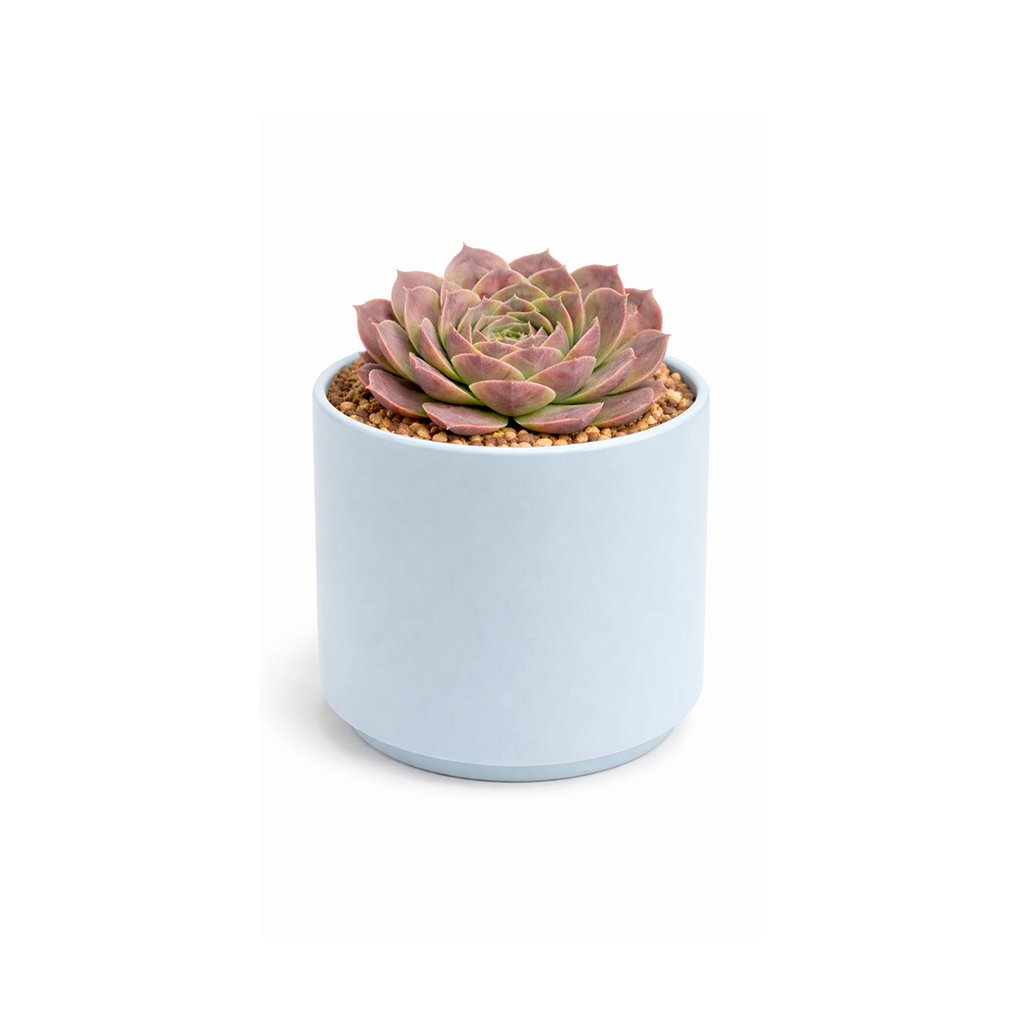 buy sempervivum heuffelii 'saffarina' live succulent 2 inch online, seasonal color-shifting burgundy rosette with bright green core, soft cilia-fringed leaf margins for added texture, tidy clumping form that spreads slowly over time, thrives in full sun and harsh cold, in clay pot, striking outdoor decor for balconies and alpine beds, a thoughtful rare succulent gift
