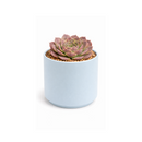 2 inch sempervivum heuffelii 'saffarina' live succulent for sale, deep burgundy rosette with fresh lime-green center and cilia-fringed leaf texture, compact and symmetrical clumping form, frost and drought tolerant outdoor alpine succulent, displayed in white modern pot, elegant year-round architectural garden accent, a prized rare collector plant and memorable gift for succulent enthusiasts