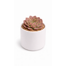 2 inch sempervivum heuffelii 'saffarina' live succulent for sale, deep burgundy rosette with fresh lime-green center and cilia-fringed leaf texture, compact and symmetrical clumping form, frost and drought tolerant outdoor alpine succulent, displayed in white modern pot, elegant year-round architectural garden accent, a prized rare collector plant and memorable gift for succulent enthusiasts