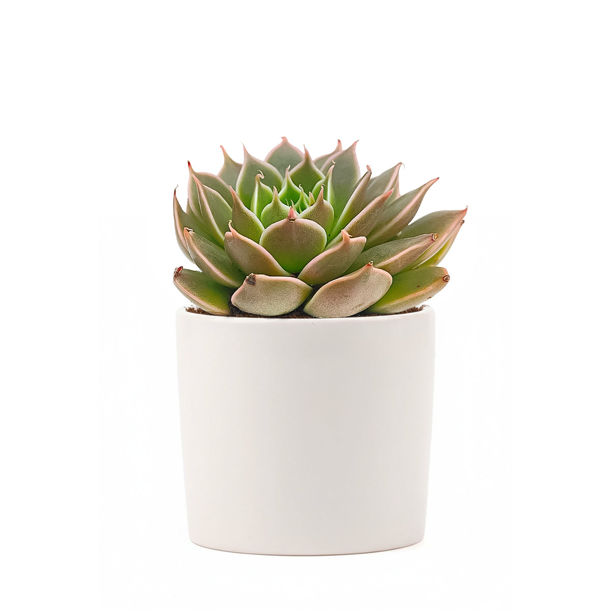 2 inch echeveria manana live succulent for sale in white modern pot, stunning farina-coated rosette glowing with matte silvery blue and lavender tones, thick upturned leaves forming a tight sculptural rosette, drought tolerant and easy care for busy plant owners, pet safe non toxic and beginner friendly, a sleek stylish accent for modern homes and bright interiors, a thoughtful and beautiful gift for succulent collectors