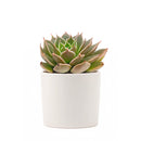 2 inch echeveria manana live succulent for sale in white modern pot, stunning farina-coated rosette glowing with matte silvery blue and lavender tones, thick upturned leaves forming a tight sculptural rosette, drought tolerant and easy care for busy plant owners, pet safe non toxic and beginner friendly, a sleek stylish accent for modern homes and bright interiors, a thoughtful and beautiful gift for succulent collectors
