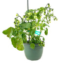 vegetable live plants, 8 inch vegetable live plants, vegetable live plants in ca