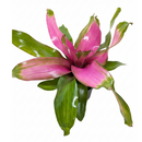 buy bromeliad 'donna' live houseplant 6" pot online, electric pink and chartreuse leaf striations, glossy firm leaf surface, wide rosette growth form, humidity-loving air-purifying indoor plant, dramatic tropical focal point for any decor style, an unforgettable gift for plant enthusiasts