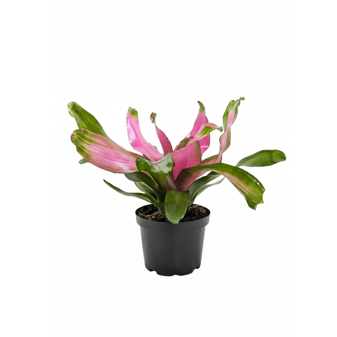 6" pot bromeliad 'donna' live houseplant for sale, deep green outer leaves with vivid flushed center cup, broad strappy leaf texture, low-spreading rosette habit, easy-care epiphytic bromeliad, tropical accent for living rooms or offices, a thoughtful and long-lasting gift