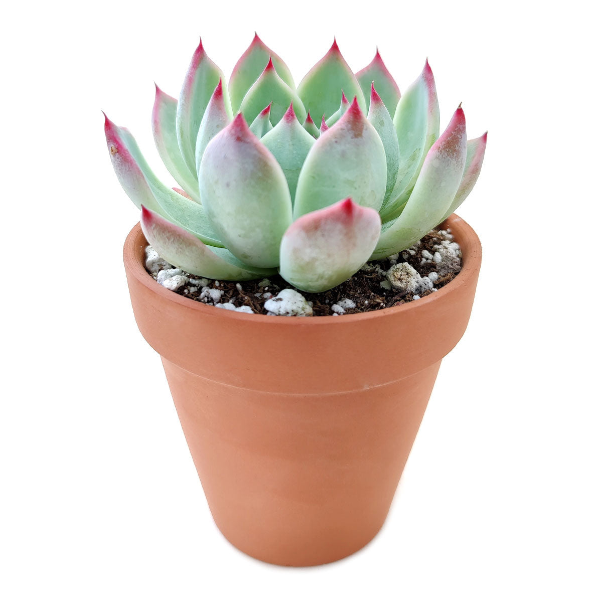 2 inch echeveria tippy pink succulent live succulent for sale, plastic pot showing compact rosette shape with thick blue-green leaves and vivid rosy tips, powdery farina coating for a frosted appearance, drought tolerant and low maintenance