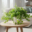 Best hanging plants for home office, Buy 6 inch Green Creeping Fig (Ficus repens) online, Rich green green leaves houseplants
