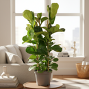 buy 10 inch Ficus Lyrata 'Fiddle Leaf Fig' online, ornamental tree for modern interiors, easy care tropical houseplant, popular designer houseplant, elegant broad leaf indoor plant, decorative office floor plant