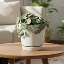 buy SILVER GLORY String of Hearts live houseplant 6 inch pot online, full trailing cascade of silver and green heart-shaped leaves, warm burgundy stems, striking bohemian hanging display, easy propagation from cuttings, a rare find and cherished collector houseplant gift