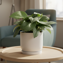 6" pot pothos jade satin live air plant for sale, velvety deep green leaves with a distinctive satin sheen unlike typical variegated pothos, gracefully trailing vining form, air-purifying tropical houseplant from southeast asia, easy to propagate via stem cuttings, a lush and exotic decor statement for any room, a rare and memorable housewarming or birthday gift