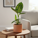 buy dieffenbachia 'reflector' live plant 4" pot online, camouflage mosaic dark and neon green leaf pattern, light catching iridescent midrib detail, compact starter size tropical specimen, forgiving low maintenance foliage plant, perfect for brightening a dim corner or desk, a thoughtful gift for houseplant enthusiasts