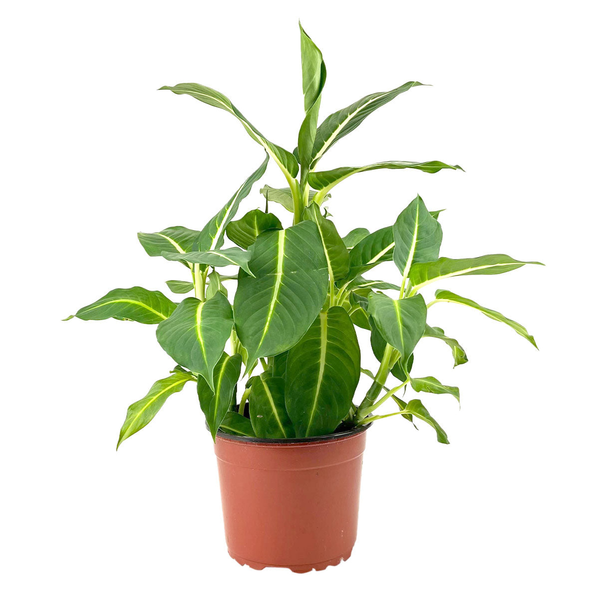 buy dieffenbachia green magic live plant 6 inch online, deep glossy green oval leaves, bold white central midrib stripe, upright compact cane-like stem growth, easy care low maintenance tropical foliage, striking architectural accent for living rooms or offices, thoughtful housewarming or birthday gift in grower pot