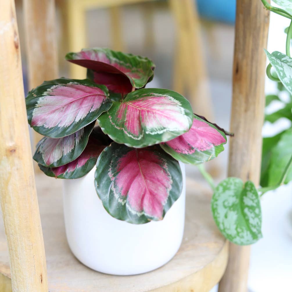 4" pot calathea rosy live houseplant for sale, bold pink-centered leaves with deep green edges, satiny leaf texture, clump-forming tropical growth habit, sensitive to direct sun, stunning desk or floor statement piece, perfect housewarming plant gift
