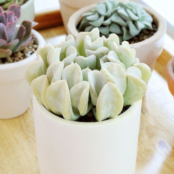 2 inch echeveria runyonii topsy turvy live air plant for sale, blue-green spoon-shaped leaves curling inward toward rosette center, powdery silver farina coating, pale pink leaf tips, fast-spreading clumping form, unique conversation piece for any succulent collection