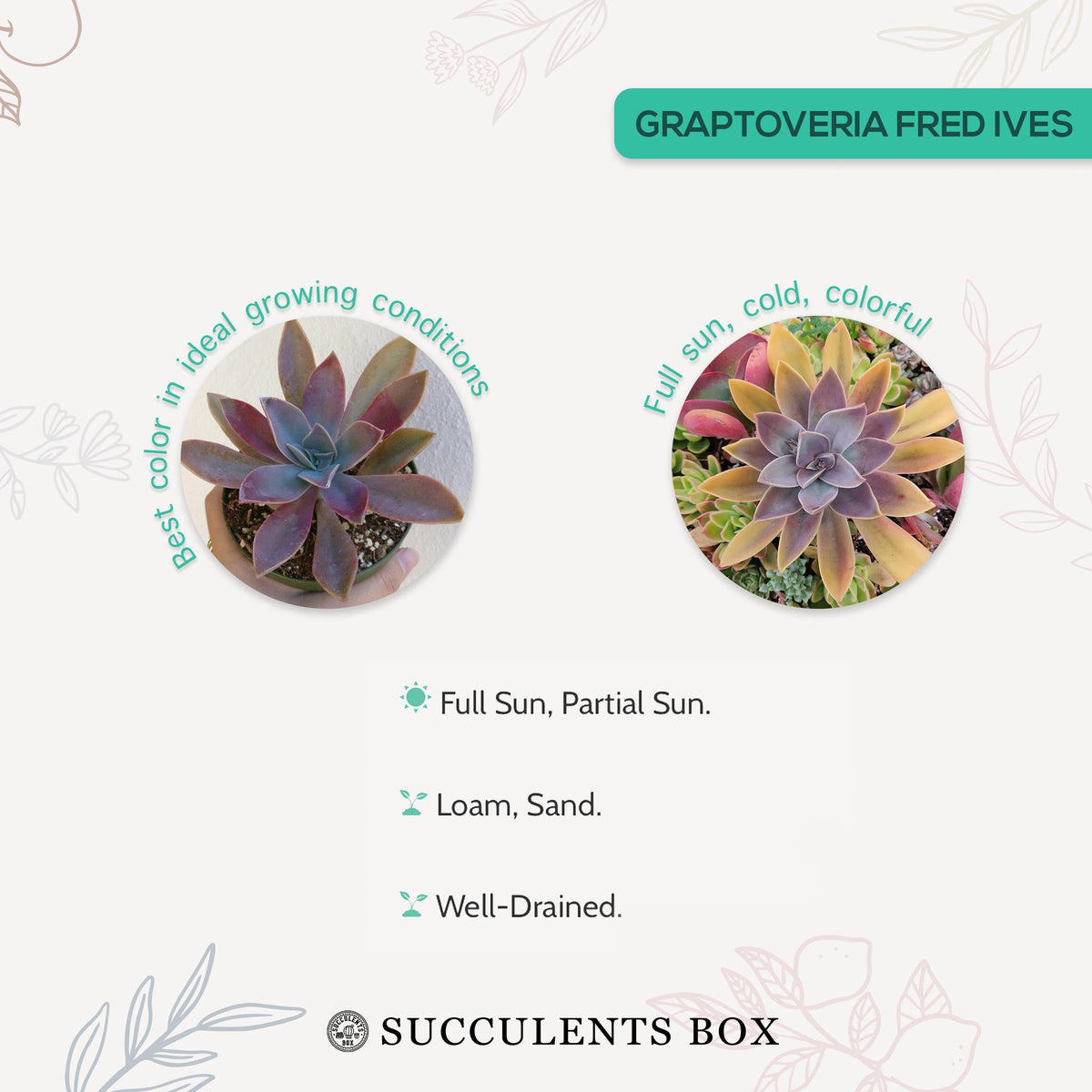 buy graptoveria fred ives live air plant 4 inch online, large spreading rosette succulent with deep pink purple bronze foliage, powdery epicuticular wax protective coating, prolific offset producer forming lush clumps, drought tolerant and frost sensitive bring indoors in winter, bold architectural focal point for patios or floors, ideal gift for beginner succulent collectors, in plastic pot