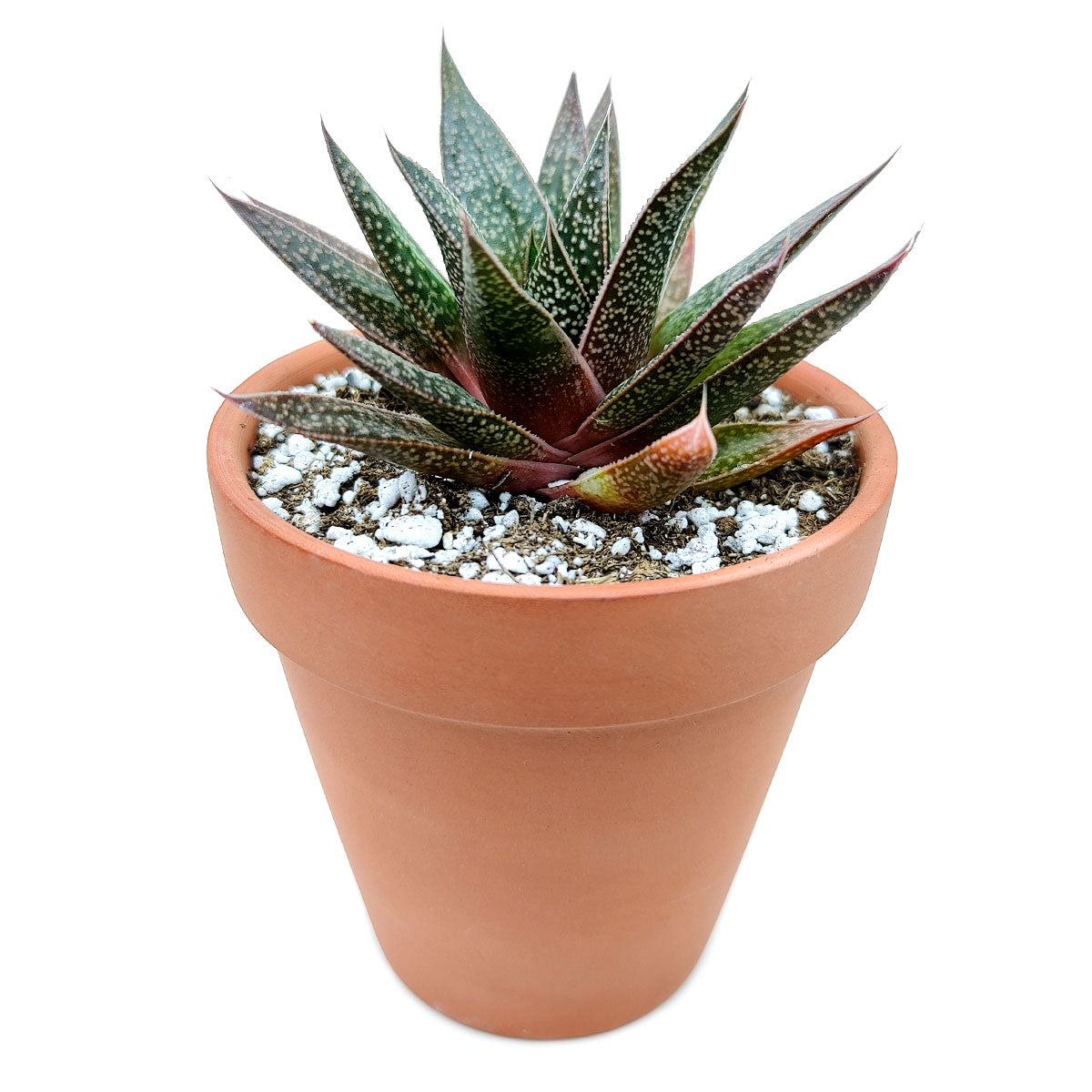 2 inch gasteria flow spiky aloe live succulent for sale, deep green rosette with white spotted texture, stiff fleshy leaves, clumping growth over time, drought tolerant indoor plant, architectural statement piece for desk or shelf, ideal gift for plant enthusiasts in clay pot