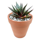 buy gasteria flow spiky aloe live succulent 4" pot online, sturdy rosette with toothed spiky leaf edges and white dot patterning, dark green foliage with architectural appeal, offset-producing clumping habit, drought tolerant and pet friendly, beautiful nature-inspired indoor decor piece, ideal succulent gift for beginners or collectors