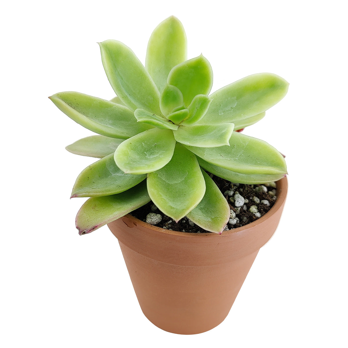 buy echeveria golden glow live succulent 2 inch online, vivid yellow-green to pale gold coloring with sun-kissed pink edges, symmetrical architectural rosette silhouette, clumping and slowly offsetting for multi-rosette displays