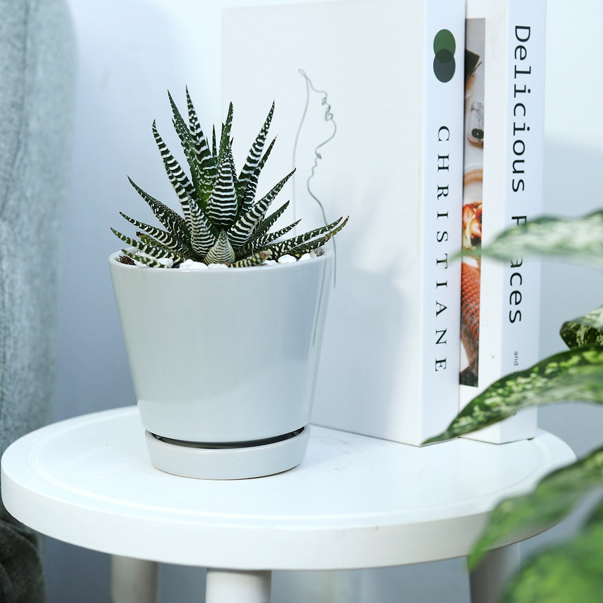 Haworthia Zebra Plant, Succulent Plant for sale, buy succulent online, Holiday decor ideas, Succulent gifts