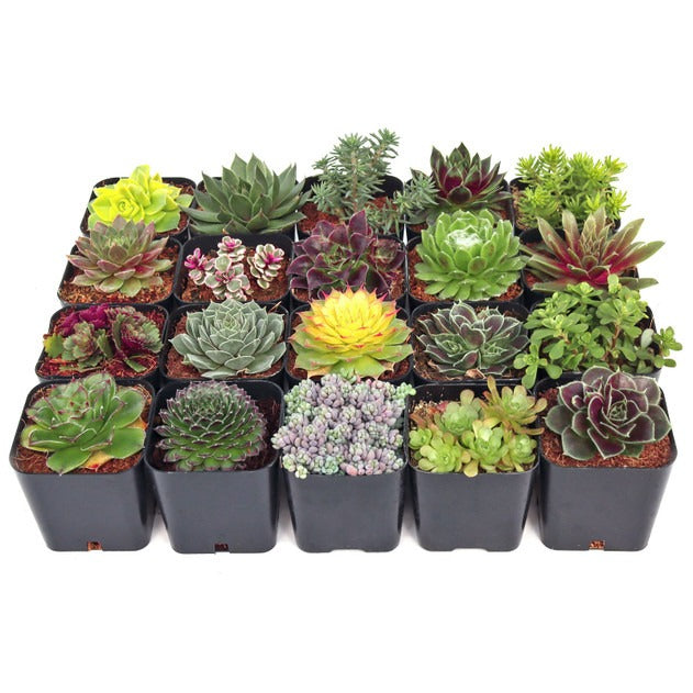 Outdoor groundcover succulents, drought resistant landscaping, sempervivum and sedum pack, winter hardy live plants, xeriscaping succulents, 2 inch outdoor plants
