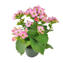 buy kalanchoe blossfeldiana 'calandiva pink' live succulent grower pot online, dense double pink blooms with rose-form petals, waxy dark green fleshy leaves with scalloped edges, upright bushy drought tolerant succulent, bright indirect light easy ca