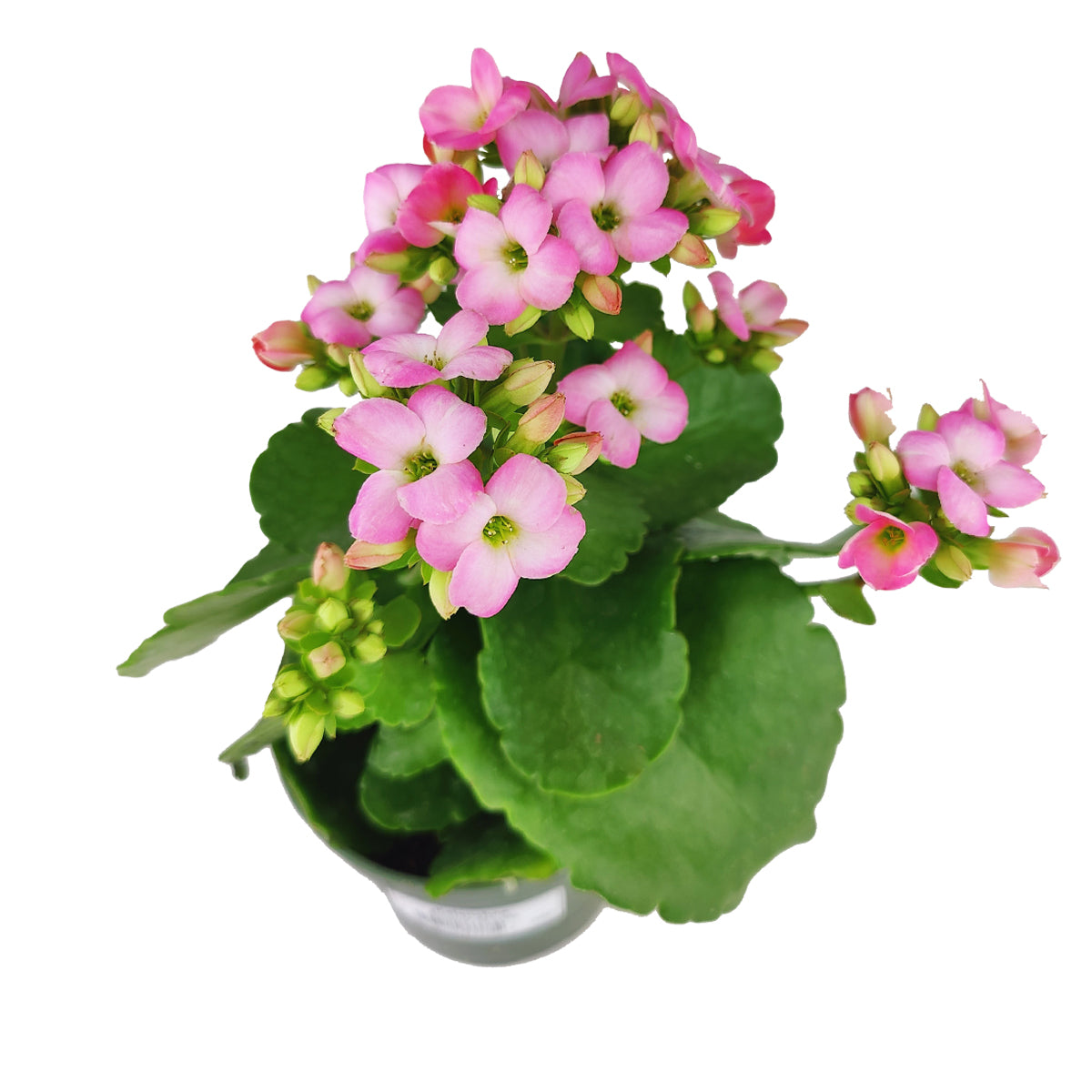 4.5" pot kalanchoe blossfeldiana 'calandiva pink' live succulent for sale, dense clusters of double pink flowers above waxy foliage, thick fleshy water-storing leaves, slow-growing compact habit, bright indirect light lover, vibrant living desk or wi