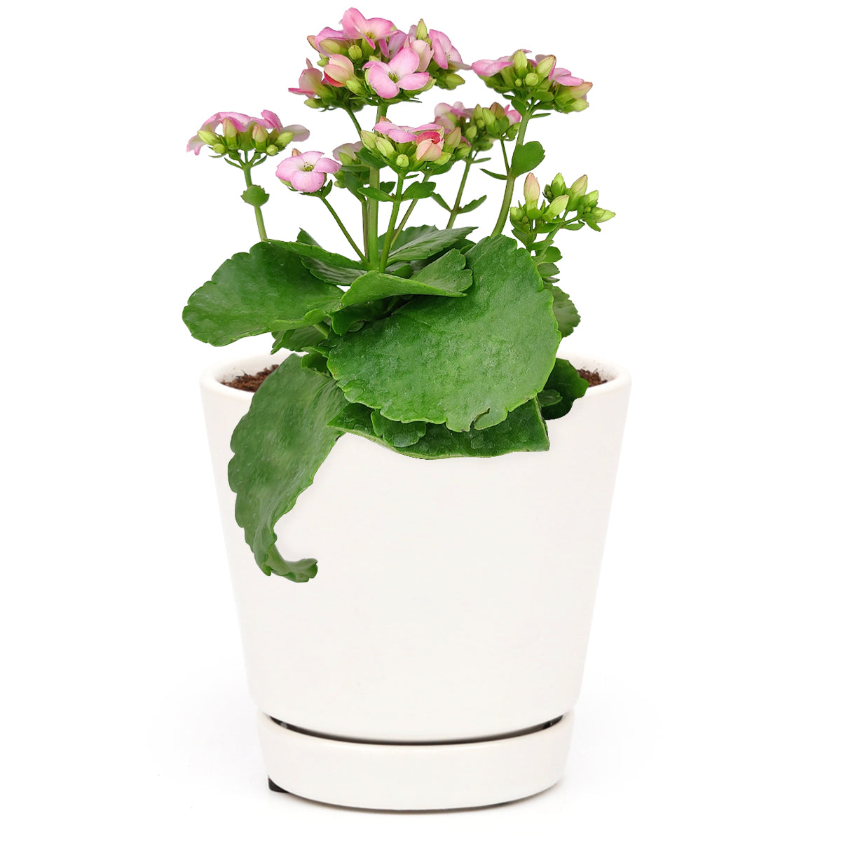 buy kalanchoe blossfeldiana 'calandiva pink' live succulent no flower 4.5" pot online, sturdy upright branching succulent stems, rich green scallop-edged foliage year-round, compact narrow grower ideal for shelves and sills, low humidity tolerant eas