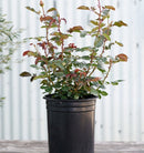 white iceberg rose tree, iceberg rose plant, iceberg roses for sale in ca