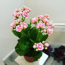 buy kalanchoe blossfeldiana 'calandiva pink' live succulent grower pot online, dense double pink blooms with rose-form petals, waxy dark green fleshy leaves with scalloped edges, upright bushy drought tolerant succulent, bright indirect light easy ca