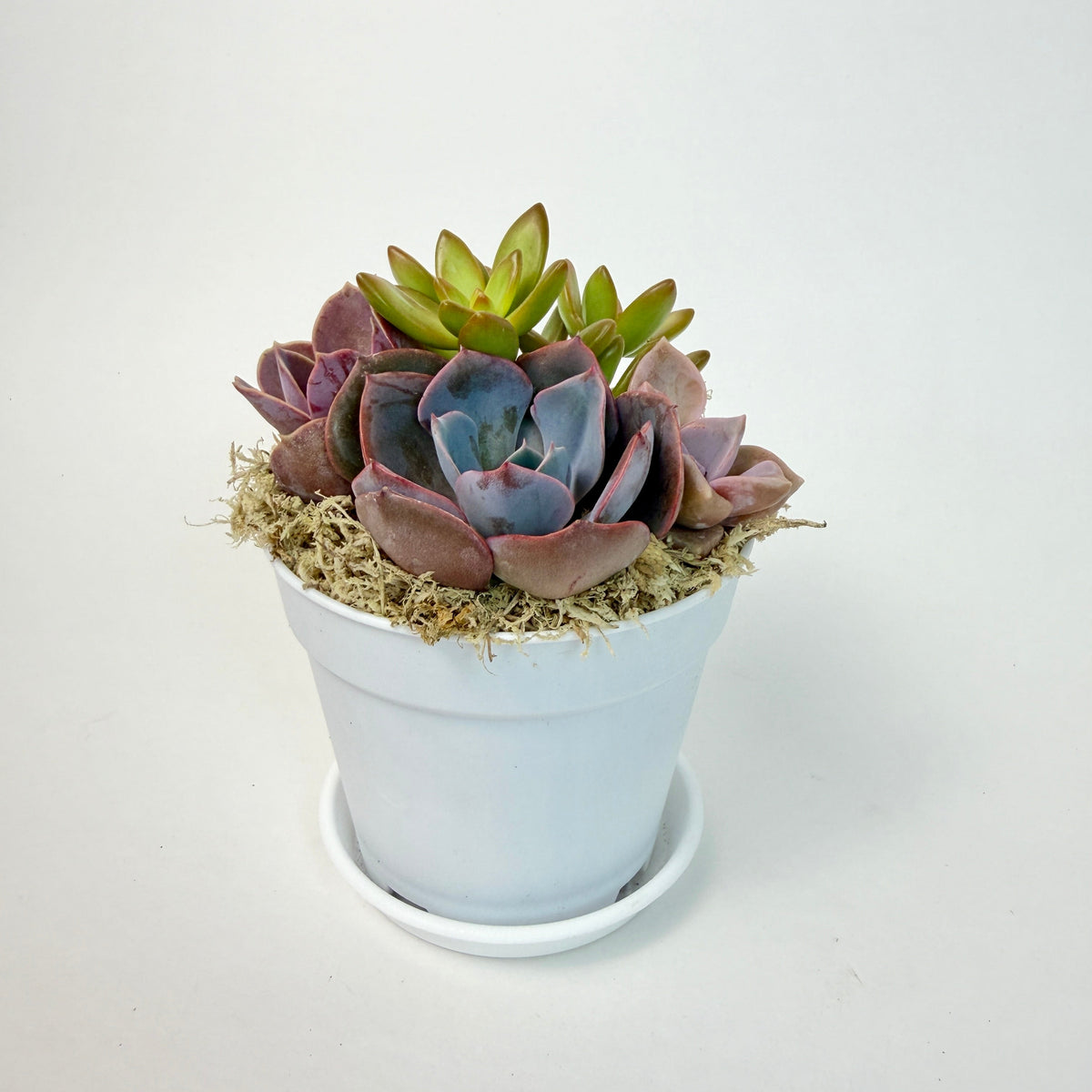 Side angle view of a modern live succulent desk plant arrangement showing healthy purple rosettes and a matching drainage dish