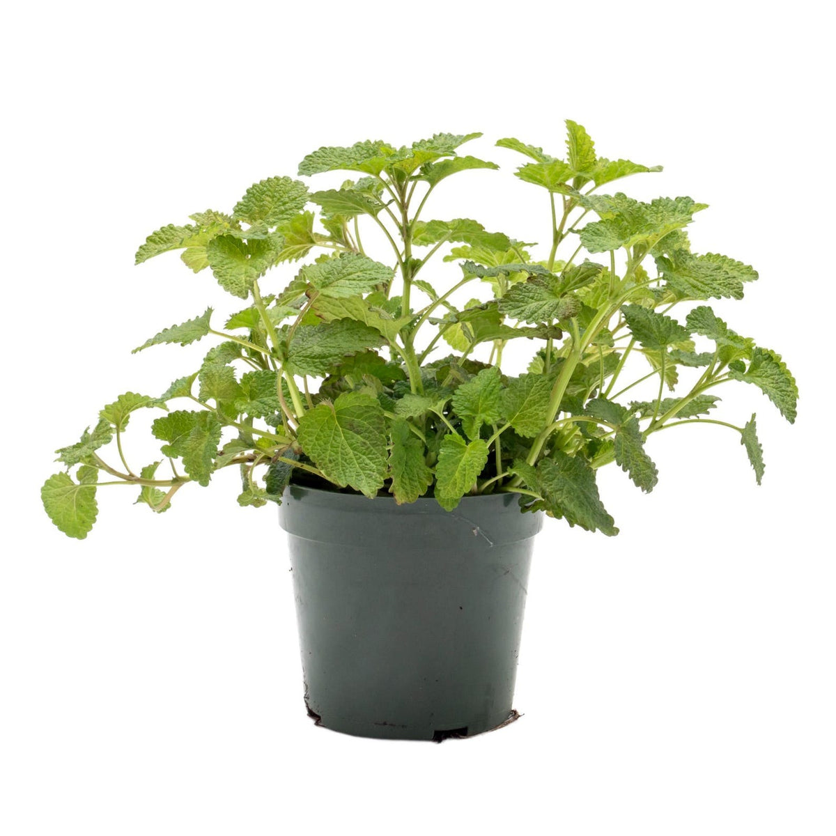 4 inch Lemon Balm, Lemon Balm in grower pot, Lemon Balm for sale in ca, buy herbs online