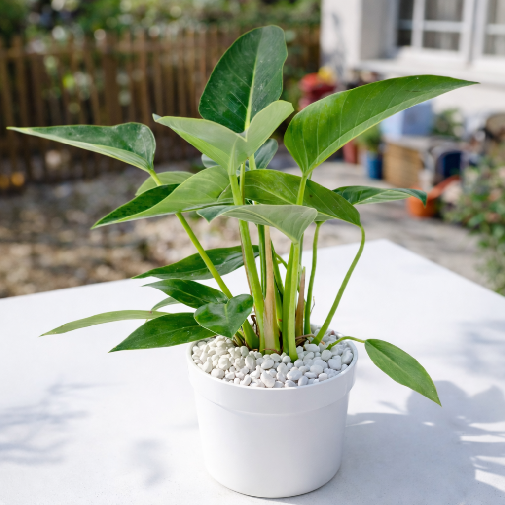 buy philodendron 'congo green' live air plant 4" pot online, bold glossy dark green leaves, upright self-heading growth form, thick leathery tropical foliage, low maintenance care trait, striking floor plant centerpiece, perfect tropical houseplant gift for plant lovers