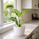 Aphelandra Zebra Plant, Aphelandra squarrosa, Zebra Plant, Snow White Plant, Saffron Spike Zebra, unusual houseplant, colorful foliage houseplant, exotic houseplant, Flowering Houseplants