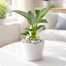6" pot philodendron 'congo green' live air plant for sale, dark green shiny foliage with thick waxy texture, self-heading compact tropical form, tolerates average indoor humidity, grows as impressive floor or shelf statement plant, refined tropical elegance for modern or eclectic interiors, a treasured gift for plant collectors and beginners alike