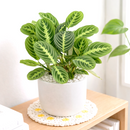 buy maranta lemon lime live houseplant 6" cow pot online, vivid lemon and lime variegated foliage with velvety texture and herringbone detailing, low bushy tropical growth form, high humidity and indirect light lover, pet friendly and non-toxic, a naturally humidifying addition to any indoor plant collection, a beautiful and eco-friendly gift for houseplant enthusiasts