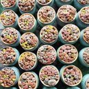 How to take care of Lithops Succulent Plant, Lithops Living Stones Care Guide, How to grow Lithops Plant, rare succulents, rare succulents for sale, unique succulents, buy succulents online, rare succulent, succulent shop, unusual succulents, succulent store, succulents online,  indoor succulents.