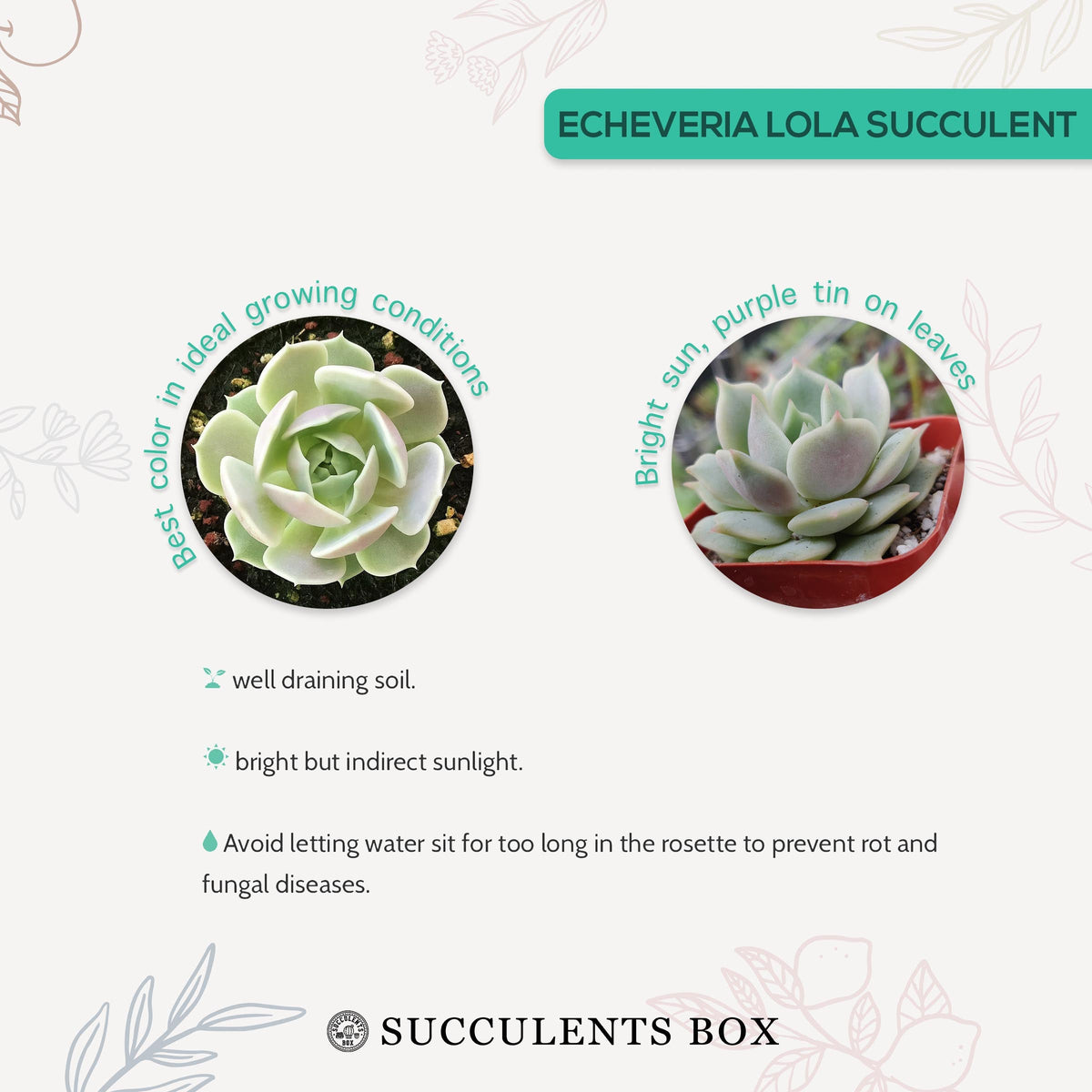 4 inch echeveria lola succulent live succulent for sale in bamboo pot, silvery mint-green fleshy rosette leaves dusted with fine epicuticular wax, dense clustering offset-producing habit creates a lush full look with age